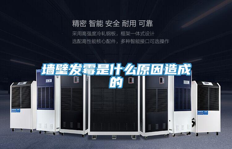 墻壁發霉是什么原因造成的