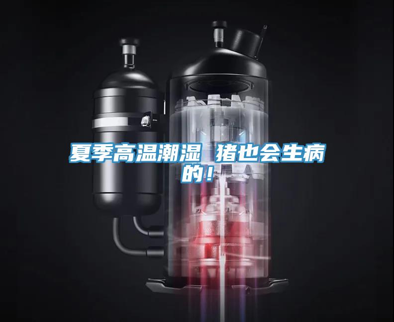 夏季高溫潮濕 豬也會生病的！