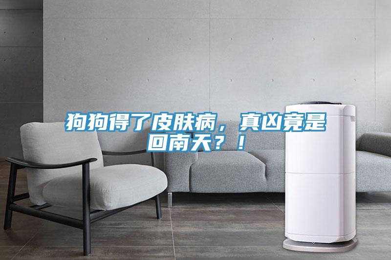 狗狗得了皮膚病,真兇竟是回南天?!