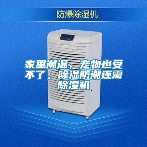 家里潮濕，寵物也受不了，除濕防潮還需除濕機(jī)