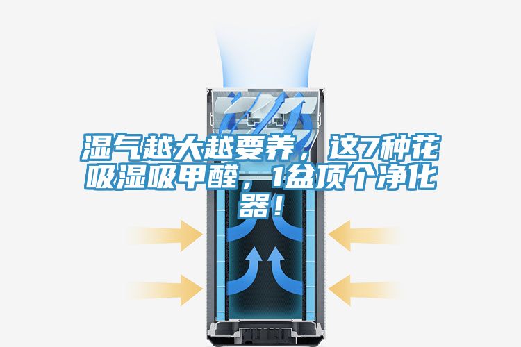 濕氣越大越要養,這7種花吸濕吸甲醛,1盆頂個凈化器!